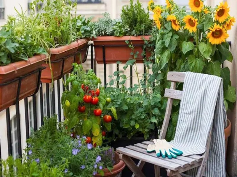 Potager de balcon en kit